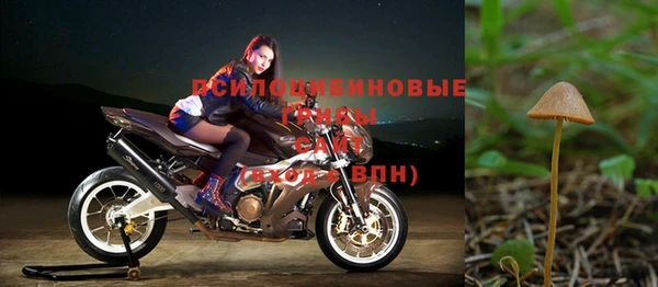 шишки Архангельск